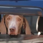 Good Samaritan animal law