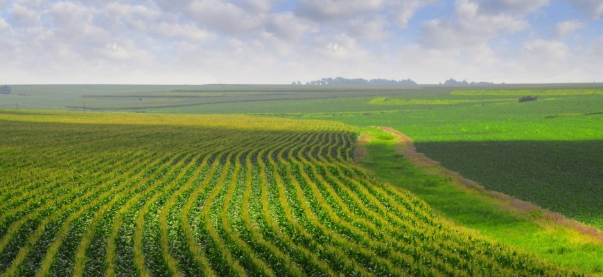 Into the Field: Food and Agricultural Law and Policy