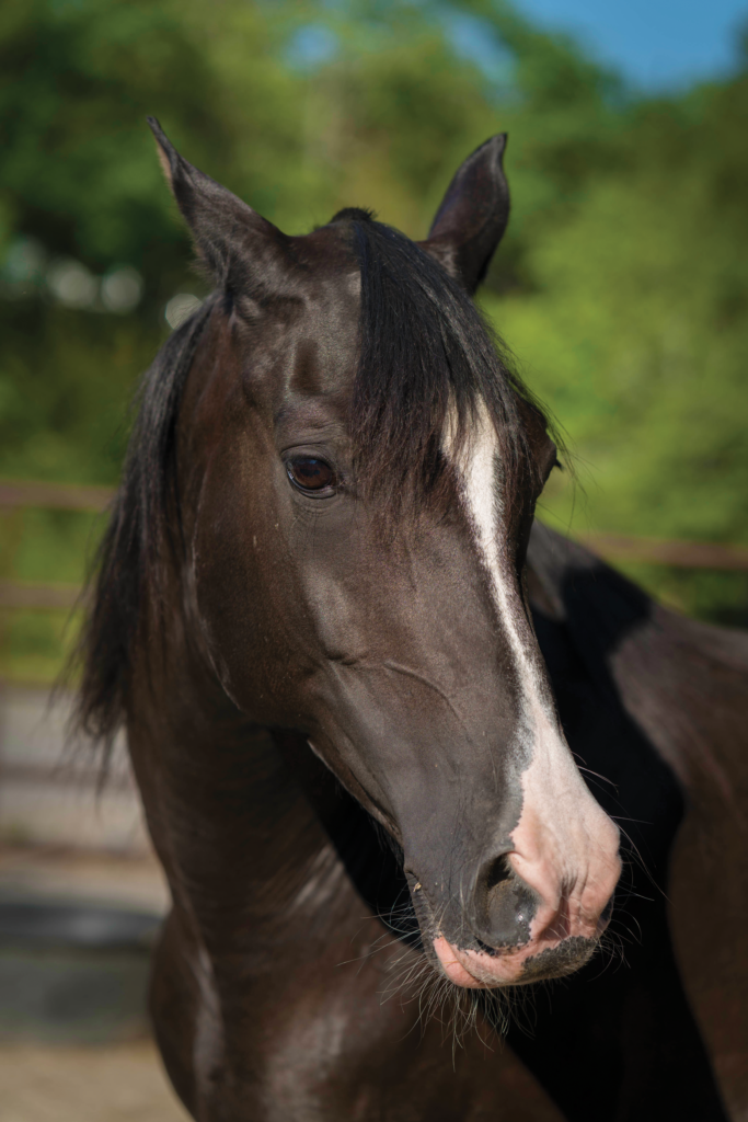 Lady Grace at Starlight Farm
